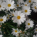 baby-sal-de-mi-mente avatar