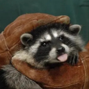 baby-trash-panda avatar