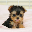 baby-yorkie-puppy avatar