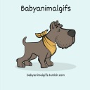 babyanimalgifs avatar