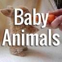 babyanimalsdaily-blog avatar