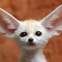 babybirdblues avatar