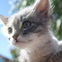 babybobbysmeowhouserescue avatar