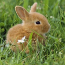 babybunbunsworld avatar