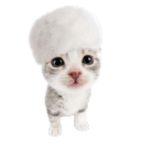 babybunnycitizen avatar