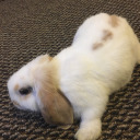 babybutterscotch19 avatar