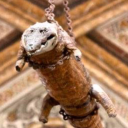 babycabbageroll avatar