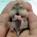 babychipmunk-blog avatar