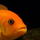 babycichlid avatar