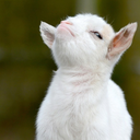 babygoatsandfriends avatar