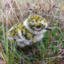 babygoldenplover avatar