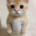 babygreanbeans avatar