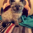 babygriffygirl19 avatar