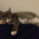 babyjesuskitten avatar