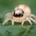 babyjumpingspider avatar