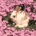 babypinkbunny avatar