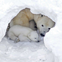 babypolarbear avatar