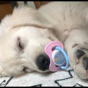 babypottypuppy avatar