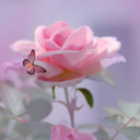 babyrosefairy avatar