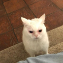 babysbreathbella avatar