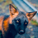 babyshadowfox avatar