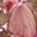 babyssanctuary avatar