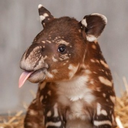 babytapirs avatar