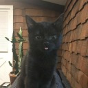 babyvintage998 avatar