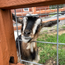 bacillusmeganterium avatar