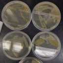 bacillusslutilis avatar