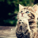 bacirossosangue avatar