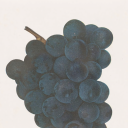 backdrop-wonder avatar