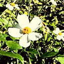 background-midget-girl avatar