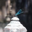 backjustforberena avatar