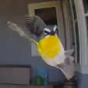 backyard-birding avatar