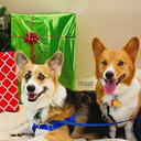 bacon-and-ham avatar