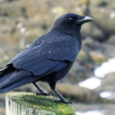 bad-at-being-alive avatar