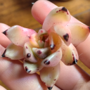 bad-succulent-father avatar