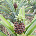 badatbeingood avatar