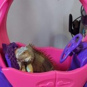 badbechtastelikecherries avatar