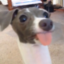 badbun31-blog avatar