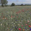 badcaseofcasey avatar