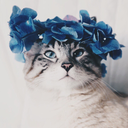 baddreamhabbits avatar