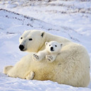 badgalmamabear avatar