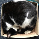 badger-with-a-shotgun avatar