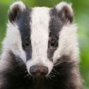 badger204 avatar