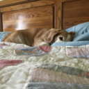 badgerofthebarricades avatar