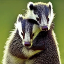 badgerslippers avatar