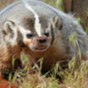 badgertastic avatar