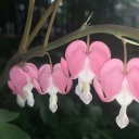 badheadbadhead avatar